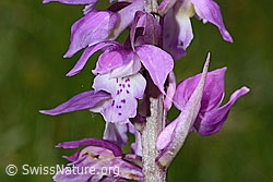 Männliches Knabenkraut (Orchis mascula) (C194622)