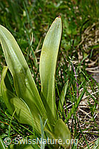 Männliches Knabenkraut (Orchis mascula) (C194624)
