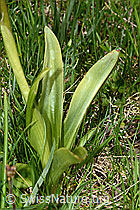 Männliches Knabenkraut (Orchis mascula) (C194625)