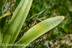 Männliches Knabenkraut (Orchis mascula) (C194626)