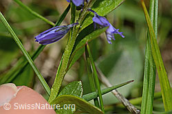 C194638: Voralpen-Kreuzblume (Polygala alpestris)