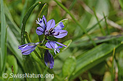 C194641: Voralpen-Kreuzblume (Polygala alpestris)