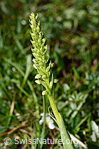 Weisszunge (Pseudorchis albida) (C195083)