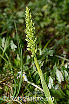 Weisszunge (Pseudorchis albida) (C195084)