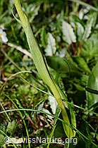 Weisszunge (Pseudorchis albida) (C195085)