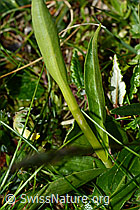 Weisszunge (Pseudorchis albida) (C195086)