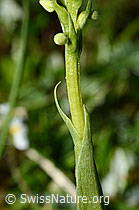 Weisszunge (Pseudorchis albida) (C195088)