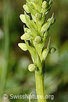 Weisszunge (Pseudorchis albida) (C195089)