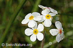 Bewimperter Mannsschild (Androsace chamaejasme) (C195093)