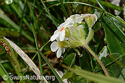 Bewimperter Mannsschild (Androsace chamaejasme) (C195096)