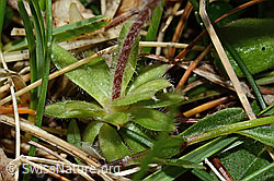 Bewimperter Mannsschild (Androsace chamaejasme) (C195097)