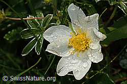 Silberwurz (Dryas octopetala) (C195102)