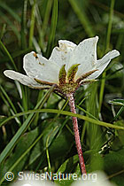 Silberwurz (Dryas octopetala) (C195105)