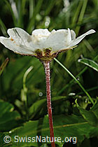 Silberwurz (Dryas octopetala) (C195106)