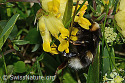 Hellgelbe Erdhummel (Bombus lucorum) an Alpen-Wundklee (Anthyllis vulneraria ssp. alpestris) (C195155)