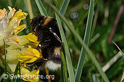 Hellgelbe Erdhummel (Bombus lucorum) an Alpen-Wundklee (Anthyllis vulneraria ssp. alpestris) (C195158)