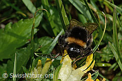Hellgelbe Erdhummel (Bombus lucorum) an Alpen-Wundklee (Anthyllis vulneraria ssp. alpestris) (C195161)