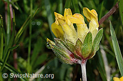 Alpen-Wundklee (Anthyllis vulneraria ssp. alpestris) (C195164)