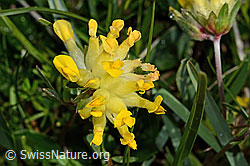 Alpen-Wundklee (Anthyllis vulneraria ssp. alpestris) (C195165)