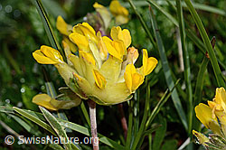 Alpen-Wundklee (Anthyllis vulneraria ssp. alpestris) (C195166)