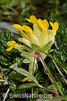 Alpen-Wundklee (Anthyllis vulneraria ssp. alpestris) (C195167)