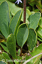 Alpen-Wundklee (Anthyllis vulneraria ssp. alpestris) (C195174)