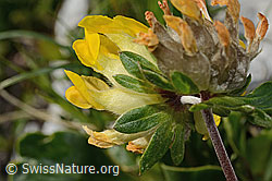 Alpen-Wundklee (Anthyllis vulneraria ssp. alpestris) (C195176)
