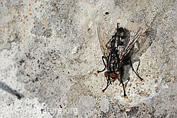 Graue Fleischfliege (Sarcophaga carnaria) (C195192)