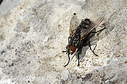 Graue Fleischfliege (Sarcophaga carnaria) (C195194)