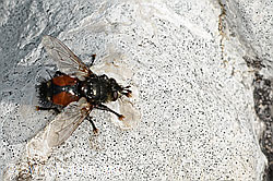 Nowickia ferox (Raupenfliege) (C195214)