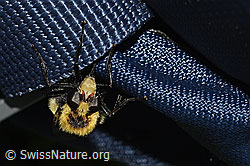 Foto: Hummel-Waldschwebfliege (Volucella bombylans var. plumata)