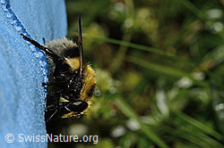 Foto: Hummel-Waldschwebfliege (Volucella bombylans var. plumata)