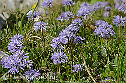 Herzblättrige Kugelblume (Globularia cordifolia) (C195294)