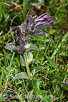 C195296: Alpenhelm (Bartsia alpina)