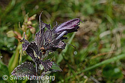 C195297: Alpenhelm (Bartsia alpina)