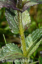 C195298: Alpenhelm (Bartsia alpina)