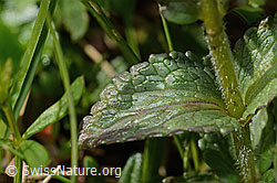 C195299: Alpenhelm (Bartsia alpina)