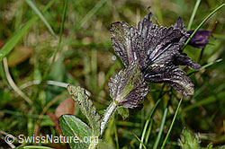C195301: Alpenhelm (Bartsia alpina)