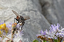 Nowickia ferox (Raupenfliege) auf Herzblättrige Kugelblume (Globularia cordifolia) (C195335)