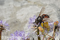 Nowickia ferox (Raupenfliege) auf Herzblättrige Kugelblume (Globularia cordifolia) (C195336)