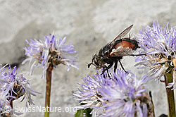 Nowickia ferox (Raupenfliege) auf Herzblättrige Kugelblume (Globularia cordifolia) (C195337)