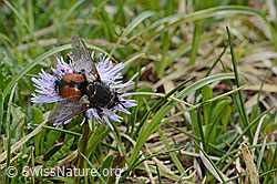 Nowickia ferox (Raupenfliege)