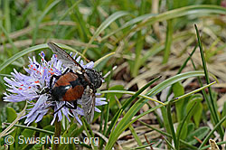 Nowickia ferox (Raupenfliege) auf Herzblättrige Kugelblume (Globularia cordifolia) (C195342)