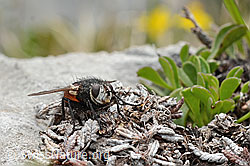 Nowickia ferox (Raupenfliege) (C195343)