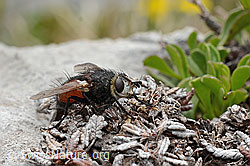 Nowickia ferox (Raupenfliege) (C195345)