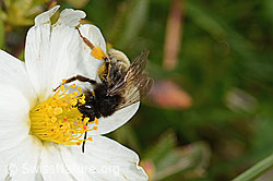 Alpenrosen-Lockensandbiene (Andrena rogenhoferi) auf Silberwurz (Dryas octopetala) (C195382)