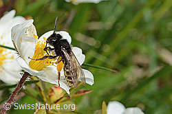 Alpenrosen-Lockensandbiene (Andrena rogenhoferi)<br/>Silberwurz (Dryas octopetala)