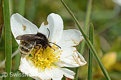 Alpenrosen-Lockensandbiene (Andrena rogenhoferi) auf Silberwurz (Dryas octopetala) (C195399)