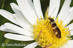 C195413: Bergwiesen-Urfalter (Micropterix allionella) auf Alpenmasslieb (Aster bellidiastrum)