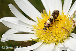 C195415: Bergwiesen-Urfalter (Micropterix allionella) auf Alpenmasslieb (Aster bellidiastrum)
